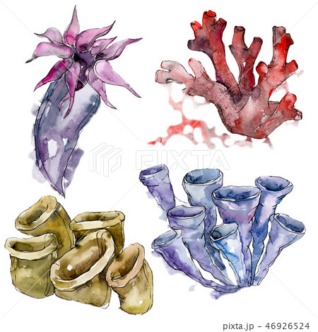 Purple and red aquatic underwater nature coral reef. Watercolor background set. Isolated coral Purple and red aquatic underwater nature coral reef. Watercolor background set. Isolated coral 46926524