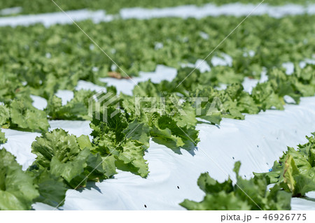 群馬県昭和村 高原レタス (8月) 群馬県昭和村 高原レタス (8月) 46926775