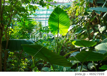 Tropical forest. 46927099