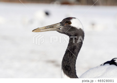 丹頂鶴 阿寒国際鶴センター 丹頂鶴 阿寒国際鶴センター 46928001