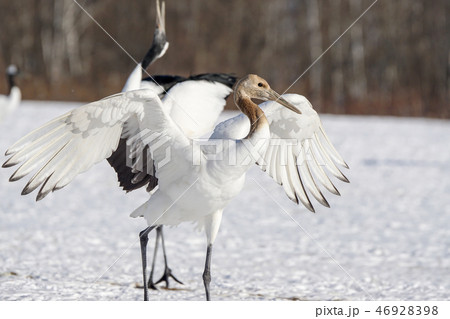 幼鳥の丹頂鶴 阿寒国際鶴センター 幼鳥の丹頂鶴 阿寒国際鶴センター 46928398