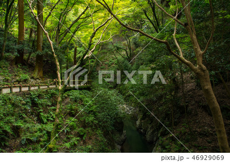 箕面大滝・滝道の風景 箕面大滝・滝道の風景 46929069