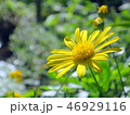 花 フラワー お花 46929116
