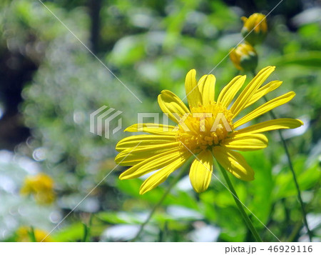 花 フラワー お花 46929116