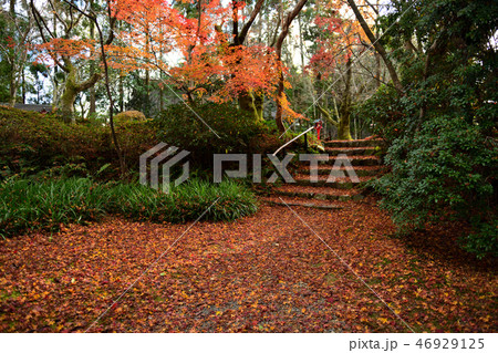 常照寺紅葉2018 常照寺紅葉2018 46929125