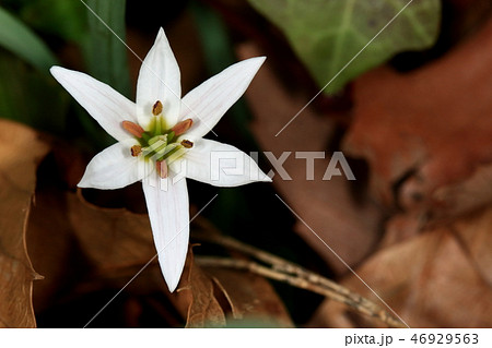 自然 植物 アマナ 花茎の先にひとつ白い花をつけます 花は陽ざしを浴びると開くそうですの写真素材