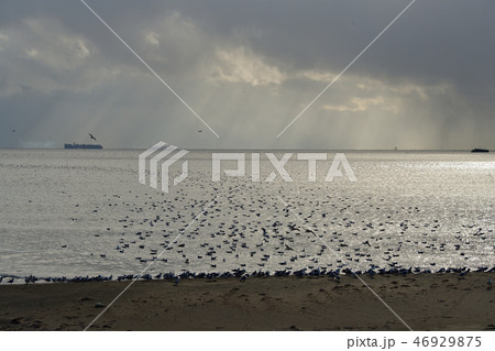 冬の北海道函館市戸井海岸で海鳥の群れが戯れている風景を撮影 46929875