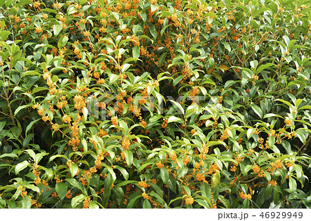 キンモクセイの花 46929949