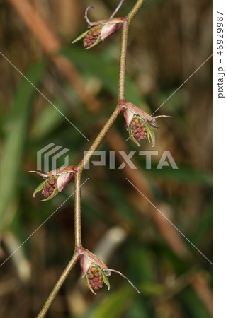 自然　植物　サルトリイバラ、冬芽。三月半ば、蔓に点々とついた冬芽が膨らんでいます 46929987
