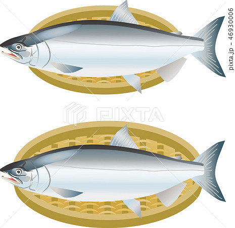 シロザケ シロザケ 46930006