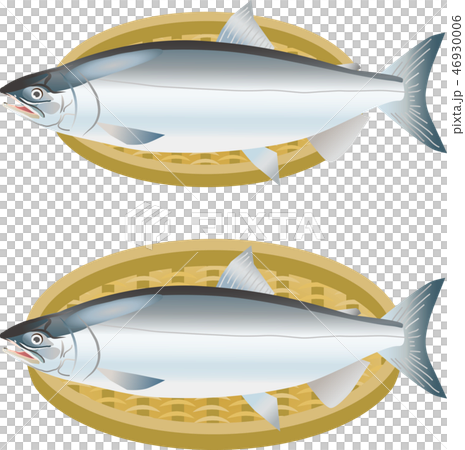 シロザケ シロザケ 46930006