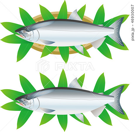 シロザケ シロザケ 46930007