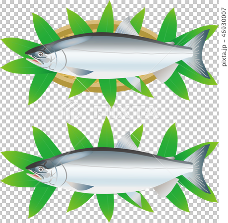 シロザケ シロザケ 46930007