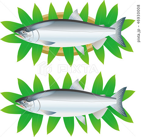 シロザケ シロザケ 46930008