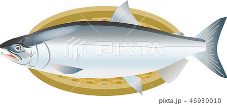 シロザケ シロザケ 46930010