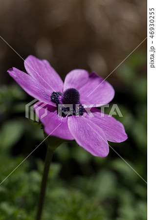 アネモネの花 46930255