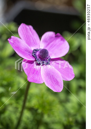 アネモネの花 46930257