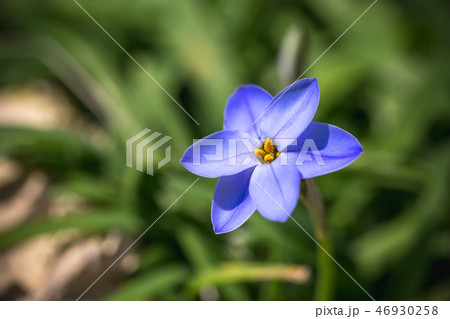 ハナニラの花 ハナニラの花 46930258