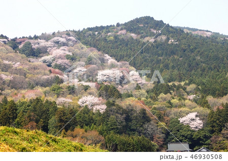 館岸山の山桜 46930508