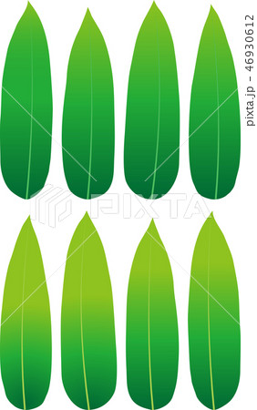 笹の葉 46930612
