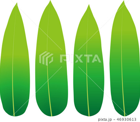 笹の葉 笹の葉 46930613