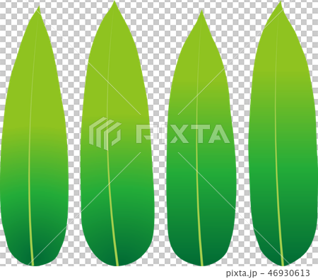 笹の葉 笹の葉 46930613
