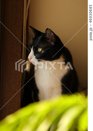 猫 外を見る白黒猫 の写真素材 46930685 Pixta