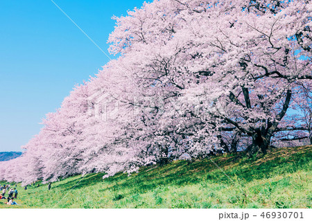 背割堤の桜並木 46930701
