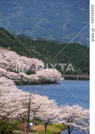 桜とダム 桜とダム 46930800