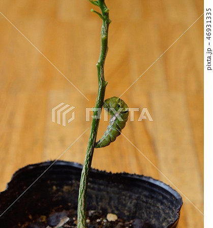 ナミアゲハの前蛹（蛹化直前） 46931335