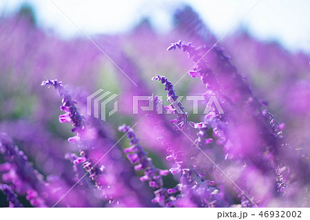 アメジストセージ 46932002