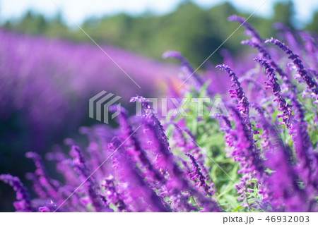 アメジストセージ アメジストセージ 46932003