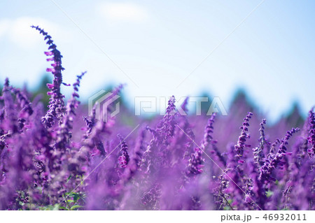 アメジストセージ アメジストセージ 46932011