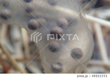 トウキョウサンショウウオの卵　卵嚢の中のたまご 46932553