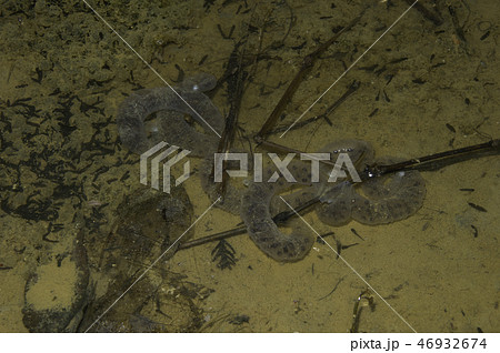 トウキョウサンショウウオの卵　産卵場所にはオタマジャクシ 46932674