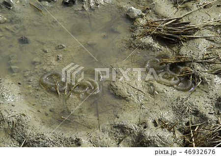 水田に産んだトウキョウサンショウウオの卵 46932676
