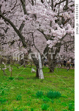 高松宮殿下お手植えの桜_高遠の小彼岸桜 高松宮殿下お手植えの桜_高遠の小彼岸桜 46933492