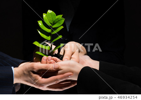 Sprout in hands Sprout in hands 46934254