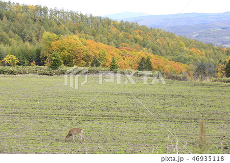 北海道の田舎町と鹿 46935118