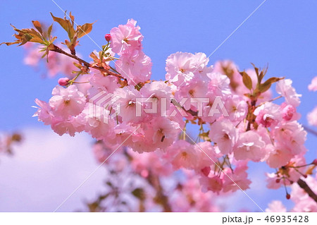 美しいピンク色の楊貴妃桜 46935428