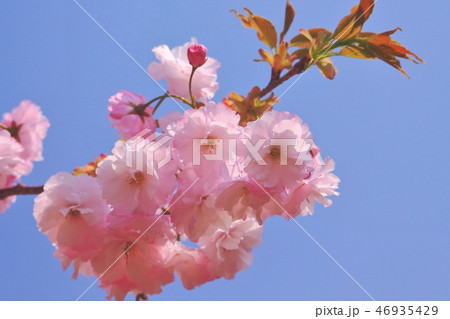 美しいピンク色の楊貴妃桜 美しいピンク色の楊貴妃桜 46935429