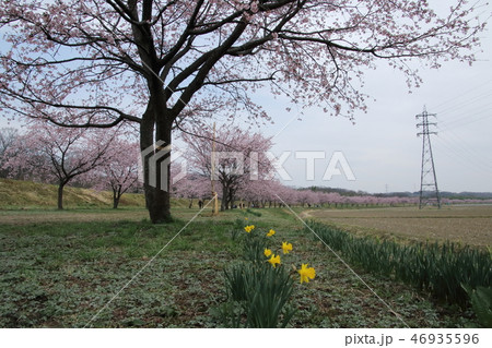 坂戸市安行寒桜 坂戸市安行寒桜 46935596