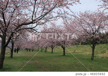 坂戸市安行寒桜 46935692