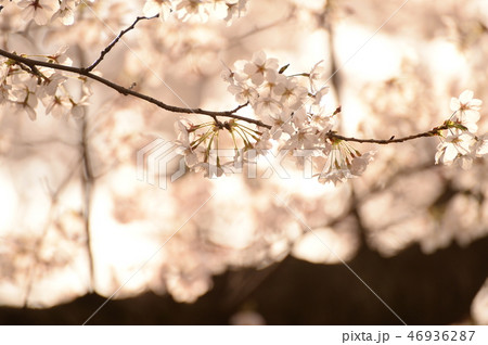 桜 46936287