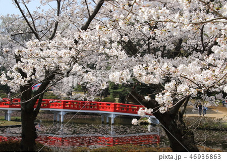 岩槻城址公園の桜 46936863