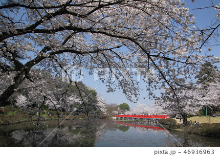 岩槻城址公園の桜 46936963