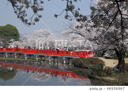 岩槻城址公園の桜 岩槻城址公園の桜 46936967