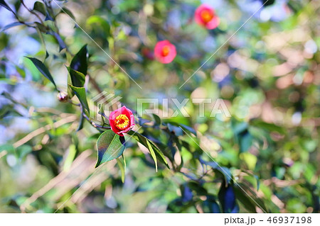 ヤブツバキの花 ヤブツバキの花 46937198