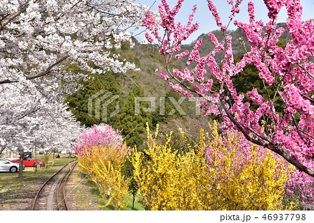 桜満開の安野花の駅公園　広島　春の景色 46937798