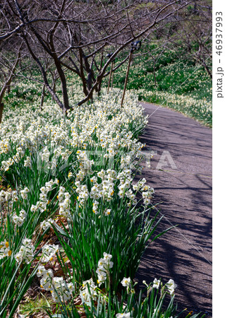 水仙郷 水仙郷 46937993